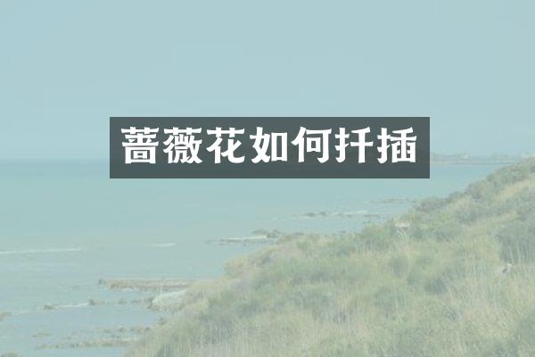 蔷薇花如何扦插