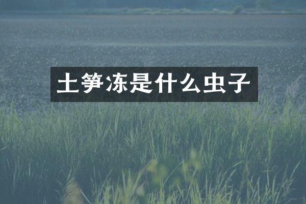 土笋冻是什么虫子