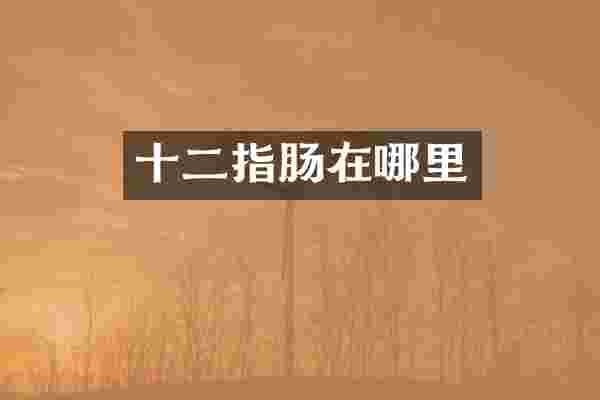 十二指肠在哪里